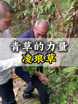 来认识这种凌琅草 #潮汕青草 #青草文化