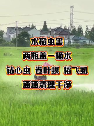 水稻害虫大爆发,卷叶螟稻飞虱二化螟,教你一招轻松解决#服务三农支持三农 #助力三农 #水稻虫害防治#农业种植