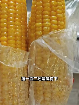 我的早饭吃黄糯玉米,全是东北黑土地种出来的,这个糯玉米特别糯,它的口感是那种软糯香甜的口感,很有嚼劲。嗯。很香的那个玉米的香气,玉米粒很饱满的那种。拿碴子刮一下,玉米啊?他这个玉米特别糯,很黏糯的那种。优质的粗粮,健身减脂期的你拿这个当你的主食,当早餐,当晚饭都很好吃啊。十九块九的价格,咱到手一大箱是十根,两根给咱免费试吃,好吃了你留着吃,不好吃剩下还有运费险。全是这种真空包装的,很香很糯,家里老人小朋友都可以多吃点。他这个玉米就是玉米本身的香气,特别香,很浓郁的香,玉米香味很有嚼劲。