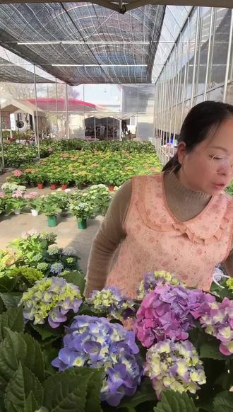 阳台变身花园秘籍!粉紫绣球轻松养活美爆朋友圈