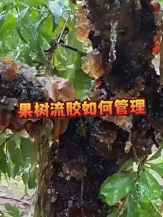 果树流胶流胶净桃树李子杏树黄瓜活菌流胶净穿孔菌剂裕满春