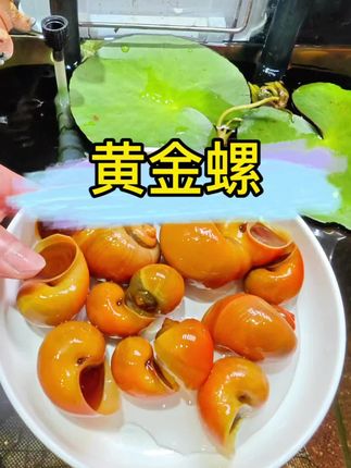 鱼缸清洁卫士黄金螺来啦! 外壳颜色金黄贵气十足,游动起来呆萌可爱! 一入缸就开始不停的吃水藻青苔死鱼死虾和鱼便残渣!让你的鱼缸清澈透亮还你一个空气缸!喜欢养鱼的朋友们快来养上几只这个小精灵吧#黄金螺 #鱼缸清洁 #鱼缸里的大自然 #上热门🔥 #水族