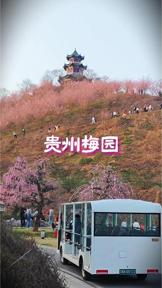 梅花开得正盛,春节快来一起赏梅#梅花 #贵州梅园 #贵安新区梅花 #赏梅 #春节去哪玩