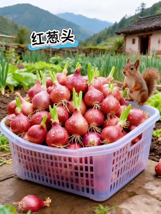 #红葱头 #小香葱 #葱头 #种菜 #在家种菜