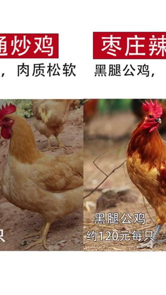 (非遗菜品)黑腿香枣庄辣子鸡 13年老店 价值100多的散养公鸡制作#非遗美食 #枣庄辣子鸡 #散养公鸡 #美食分享 #特色菜品