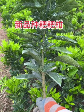 新品种早熟耙耙柑一品红 早熟耙耙柑一年杯苗,裸根苗,现挖现发,所见即所得,需要的下单吧!原杯发货。四川重庆10月中下旬成熟,皮薄好剥,丰产不裂果,肉质清甜多汁化渣。颗粒饱满,单果重250克左右。比老品种早熟2个月,好管理,#早熟耙耙柑