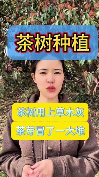 茶树用上草木灰茶芽冒了一大堆。#茶树种植 #茶树种植技术#采摘采摘啦