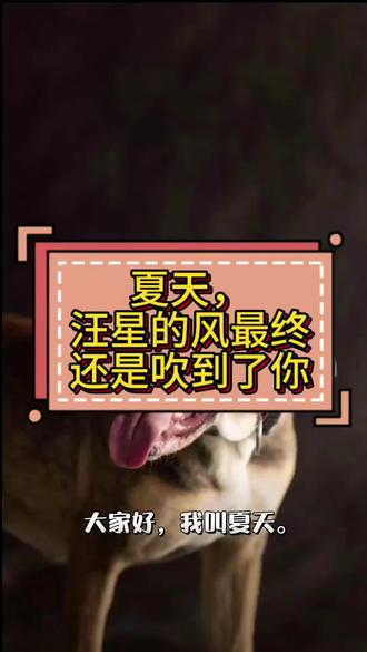 😘夏天宝贝,一路走好,汪星的风最终也吹向了你,望你往后无病亦无灾#西北刀客 #西北刀客战队 #西北刀客夏天 #西北刀客灰汗 #西北刀客护农