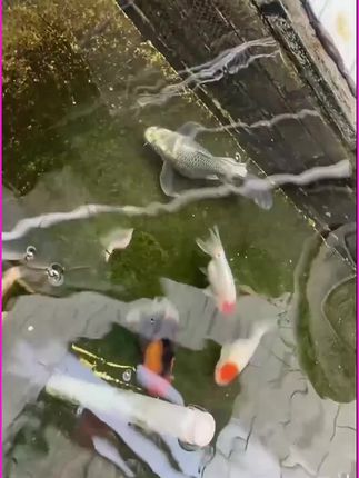 未来产业爆发在即,普通人如何抢占先机?#宗庆后 #宗馥莉遗产案最新进展