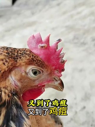 鸡痘鸽痘高发季,你做好准备来么#鸡痘 #鸽痘 #鸡痘症状 #鸡痘预防