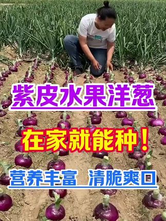 #总有一种味道能让你想起故乡 #种植小技巧 #三农 #三农种植 #紫皮洋葱