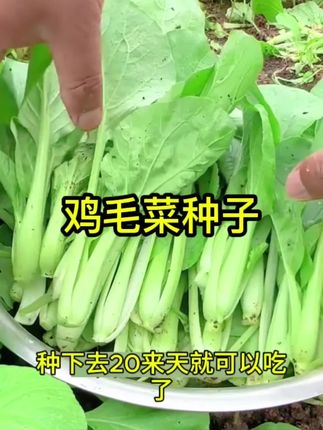 真好吃四季鸡毛菜种子18天小青菜种子蔬菜种子阳台耐热青菜种子#鸡毛菜种子