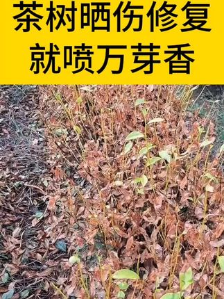 茶树晒伤修复,就喷它#万芽香#茶树晒伤#茶园管理