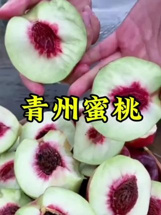 等了一年的青州蜜桃终于熟啦!新鲜采摘发货,肉厚核小,又脆又甜,赶紧来尝个鲜😋#新鲜应季水果 #水果 #青州蜜桃 #蜜桃 #脆甜多汁