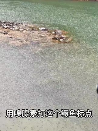 #路亚 #贝克力 #路亚黑坑 #路亚翘嘴 #路亚鳜鱼