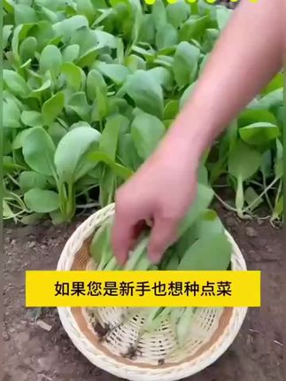 #鸡毛菜种子 #蔬菜 #菜种子 #我的小菜园子 #鸡毛菜