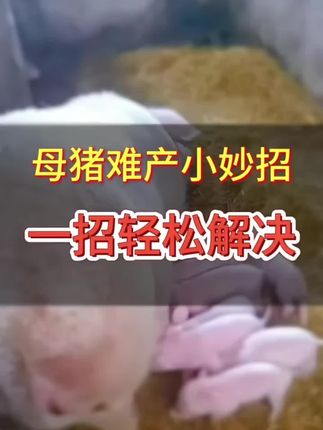 #养猪人 #养猪人不容易 #养猪技术 #母猪养殖技术