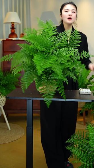 吉姆蕨室内好养耐阴绿植盆栽净化空气四季常青观叶植物#吉姆蕨盆栽 #吉姆蕨 #蕨类植物#绿植盆栽