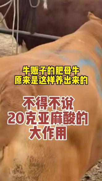 老片母牛长油包上膘快就是亚麻酸喂出来的#老片母牛#淘汰母牛#养牛人