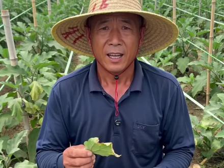 茄子黄萎病祥美石灰氮闷棚 #茄子 #茄子种植 #土壤改良 #土壤消毒