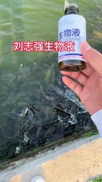 刘志强钓鱼生物液!!!真的太太太太太好用了!!!#黑坑盘老板 #黑坑钓鱼 #钓鱼 #钓鱼人 #钓鱼人就是这么疯狂