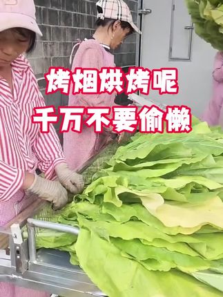 #烤烟种植技术与管理 #烤烟 #三农 #满炉金 #烟草