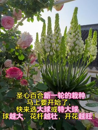 圣心百合的种球,它会在你睡梦中悄悄发芽。它是多年生的球根花卉,叶子常年保持绿色,冬天只要把种球埋进土里浇浇水,就能存活。等到春天到来时,它就会绽放出美丽花朵!#圣心百合 #花卉绿植 #养花