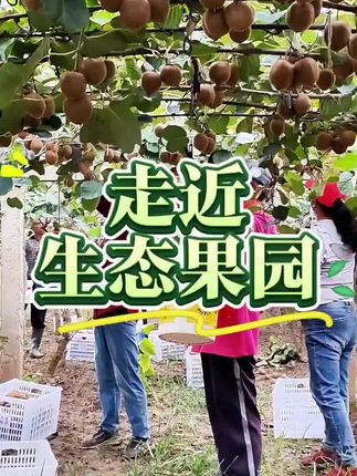 #自家果园 #眉县猕猴桃#我的农村生活