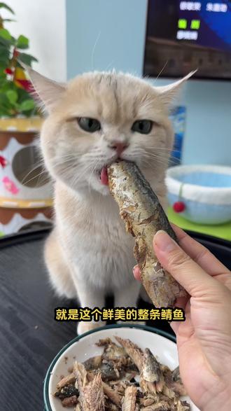 没有猫咪不爱吃鱼, 来自深海的鲭鱼, 纯天然鱼油,营养美味对毛发也好#鲭鱼 #宠物零食 #猫零食 #狗零食 #萌宠好物