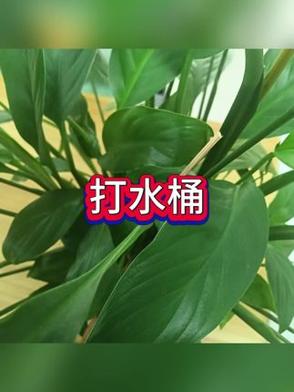 #打水桶 #鱼桶 #鱼护