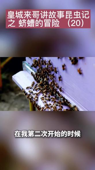 皇城来哥讲故事:昆虫记之蛴螬的冒险(20)