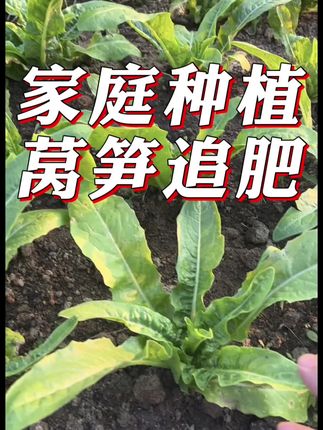 家庭种植莴笋提苗慢,莴笋茎秆瘦小不粗壮,试试这个高氮高钾肥#蔬菜种植 #种植小技巧 #莴笋种植 #莴笋追肥 #高氮高钾肥