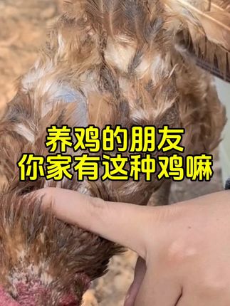 #养鸡知识 #三农养殖业 #养鸡技术 #养鸡人