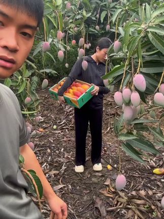 #贵妃芒果