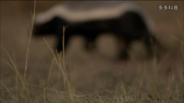 平头哥蜜獾:生死看淡不服就干!平头白发银披风,草原江湖我最凶 #蜜獾 #平头哥 #一代人有一代人的动物世界 #动物科普 #动物