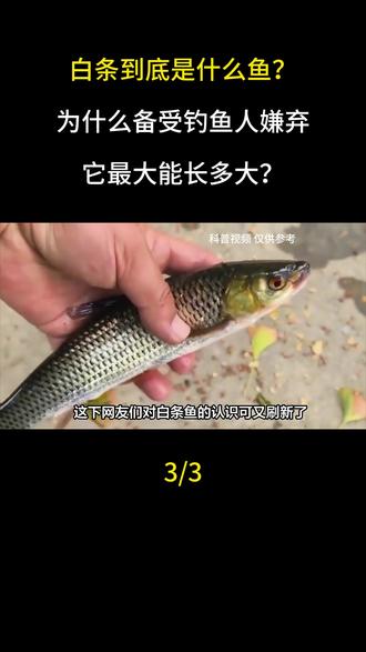 白条到底是什么鱼?为什么备受钓鱼人嫌弃,它最大能长多大?