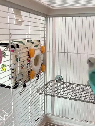 #鸟窝