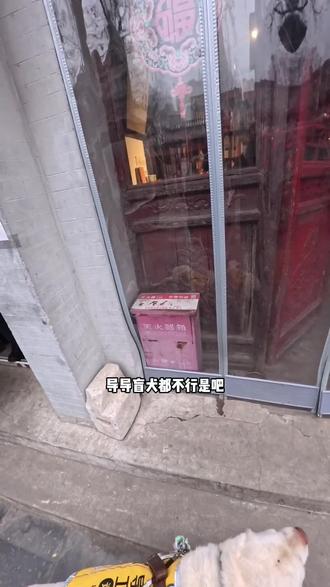 正阳书局小猫战绩可查#正阳书局 #正阳书局的猫 #导盲犬