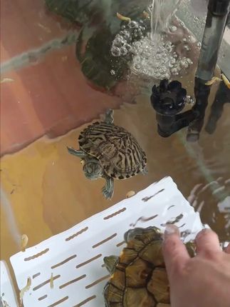 无盐龟粮,淡水虾干小鱼干,巴西龟草龟超爱吃! #龟粮饲料 #无盐龟饲料 #乌龟零食 #巴西龟食物 #巴西龟零食