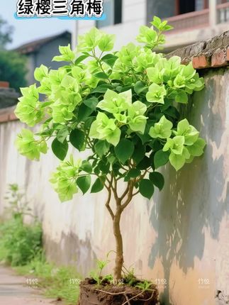 养花不知道选啥?闭眼入绿樱三角梅准没错!它可是三角梅家族里的“小仙女”,花色梦幻又独特,初开时是清新的绿色,随着光照增加,慢慢变成温柔的粉白,同一植株上常常呈现出绿、白、粉三种颜色,像是大自然精心调配的色彩,每一朵花都精致有灵气,观赏性直接拉满。而且它开花超勤快,在温度不低于5℃的环境里,一年四季都能持续绽放,每次花期长达两个月,轻轻松松打造属于你的浪漫花海 。绿樱三角梅生性强健,生长速度快,耐旱又耐晒,养护难度超低,不管是地栽打造花墙,还是阳台盆栽,都能生长得很旺盛,强烈推荐入手!#花卉绿植 #花卉绿植养花 #花开富贵好运来🌹🌹 #庭院花园 #三角梅