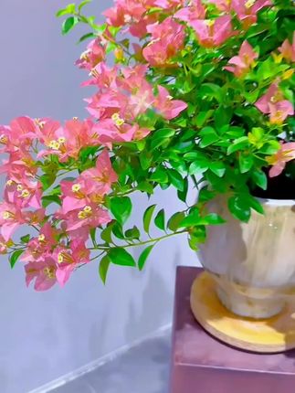 #今日分享 #我的花花草草🌸🌸 (卡亚塔)三角梅特价苗小苗袋苗四季开花勤花品种好养活包对版#赏花🌸听音乐🎶 #一花一草一世界