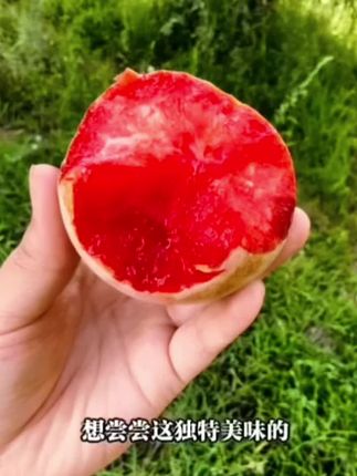 #空运直发新疆喀什恐龙蛋新鲜杏李孕妇老人小孩现摘现发脆甜多汁#空运直发新疆喀什恐龙蛋新鲜杏李孕妇老人小孩现摘现发脆甜多汁剧推荐