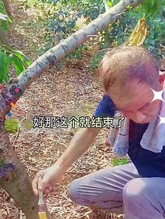 胶立消果树专用果树流胶一喷净有机水溶肥#胶立消果树专 #水溶肥 #抖音助农 #三农服务 #农业