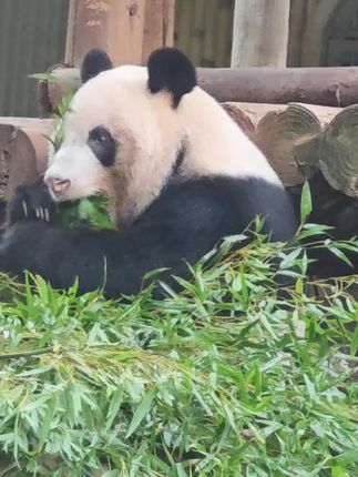 #国宝大熊猫 她喜欢吃这种竹子~😊😊