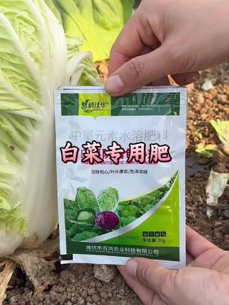 白菜专用肥#白菜 #白菜种植 #白菜管理