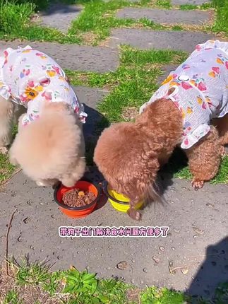 宠物用品外出折叠碗饮水碗便携式狗碗户外喝水狗食盆硅胶宠物碗饮 #宠物碗 #折叠碗 #户外碗 #硅胶碗  #宠物用品