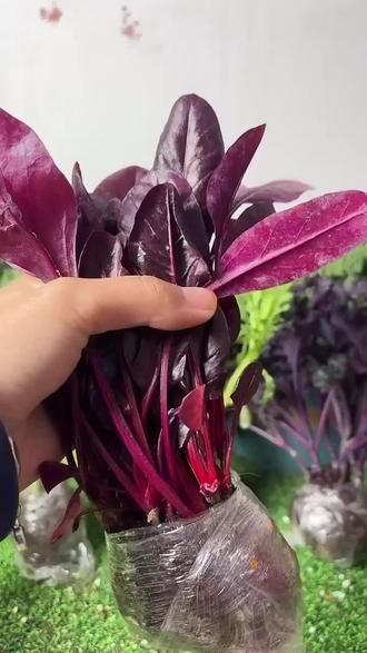 冬天也能吃上新鲜花菜!阳台种植不怕冷