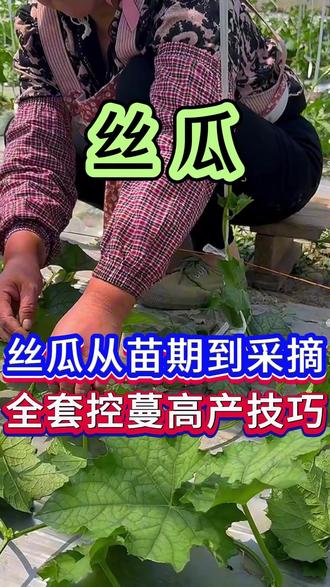 丝瓜从苗期到采摘期,全套控蔓高产技巧 #丝瓜 #丝瓜种植 #丝瓜种植技术 #丝瓜高产 #种丝瓜