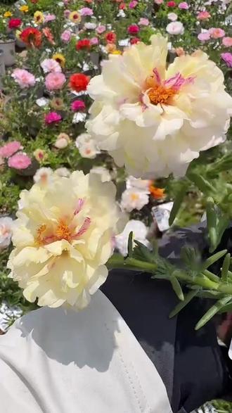 养着养着花色居然变了!太神奇啦