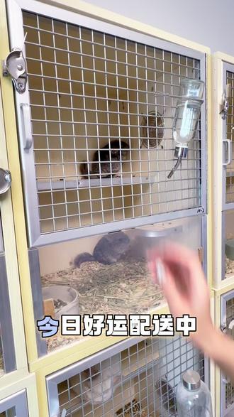 您的龙猫待签收✈️
打包内容:标灰毛球×1、软萌×999❤️
附赠手写饲养小纸条
同城可送,外省可发
#龙猫 #vlog日常 #打包 #可爱到爆炸💥 #萌宠出道计划